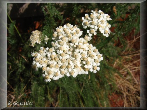 Common Yarrow/Achillea millefolium